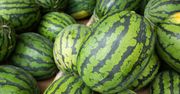 Te plamy na arbuzie to dobry znak. Będzie słodki jak miód