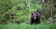 Gonił młodego niedźwiedzia samochodem osobowym. Jest nagranie