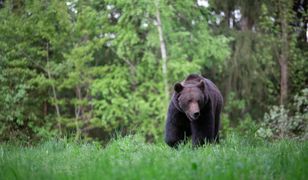 Gonił młodego niedźwiedzia samochodem osobowym. Jest nagranie