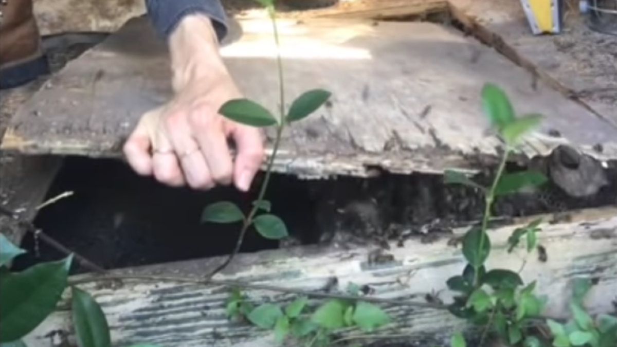 Były pod podłogą co najmniej od dwóch lat. Na szczęście właściciele posesji nie ulegli złym emocjom 