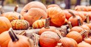 Co z dyniami po Halloween? Tego nigdy nie rób