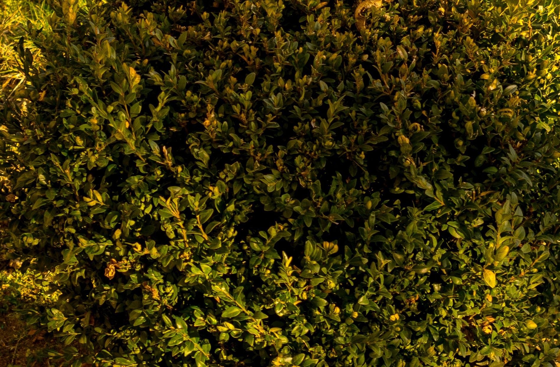 Najtańszy standard do bezlusterkowców - Industar L/D 55 mm f/2,8 10