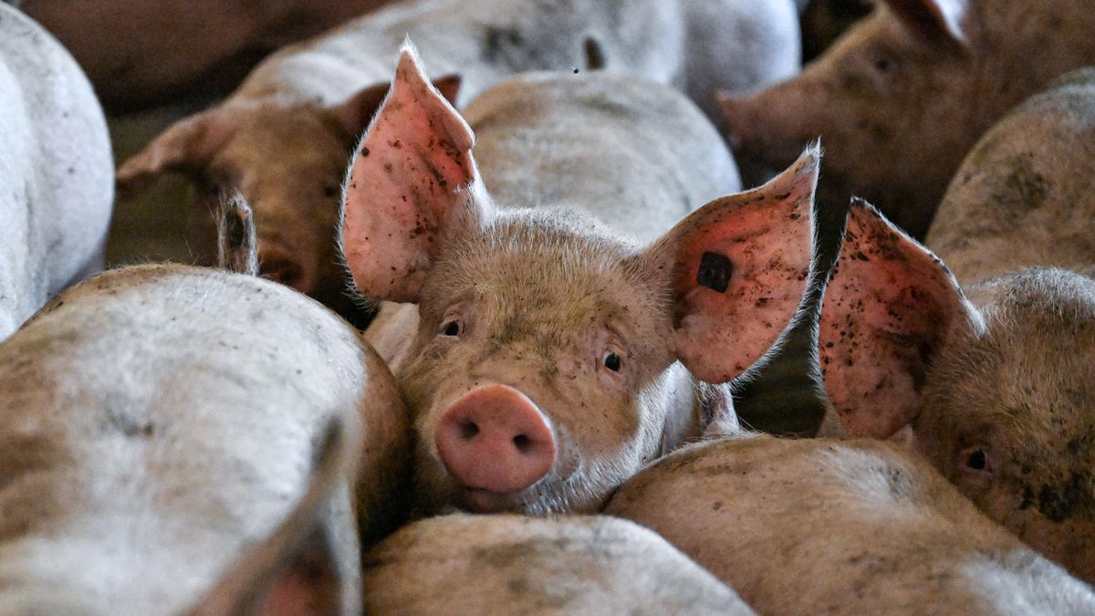 W Chinach wybudowano największą chlewnię na świecie (zdjęcie ilu