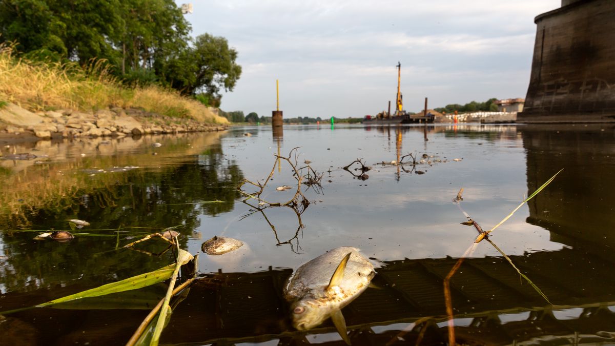 KUSTRIEN-KIETZ, GERMANY - 2022/08/13: Dead fish laying on the bank of Oder river near Kustrien-Kietz on Oder. The Oder river, which partly runs on the Polish-German border, is believed to have been contaminated with toxic, chemical or biological pollutants. The scale of pollution is very large, tons of dead fish were pulled out of the water by volunteers. The contamination is believed to have started in Olawa in southern Poland. People are urged not to enter or use the rivers waters. The Polish Prime Minister, Mateusz Morawiecki pledges a thorough investigation and severe consequences for the polluters. (Photo by Dominika Zarzycka/SOPA Images/LightRocket via Getty Images)