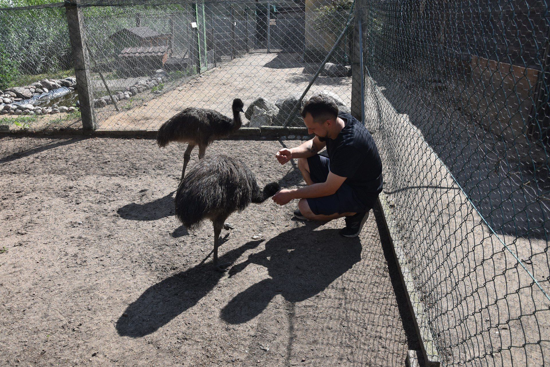 Spotkanie z parą ciekawskich emu