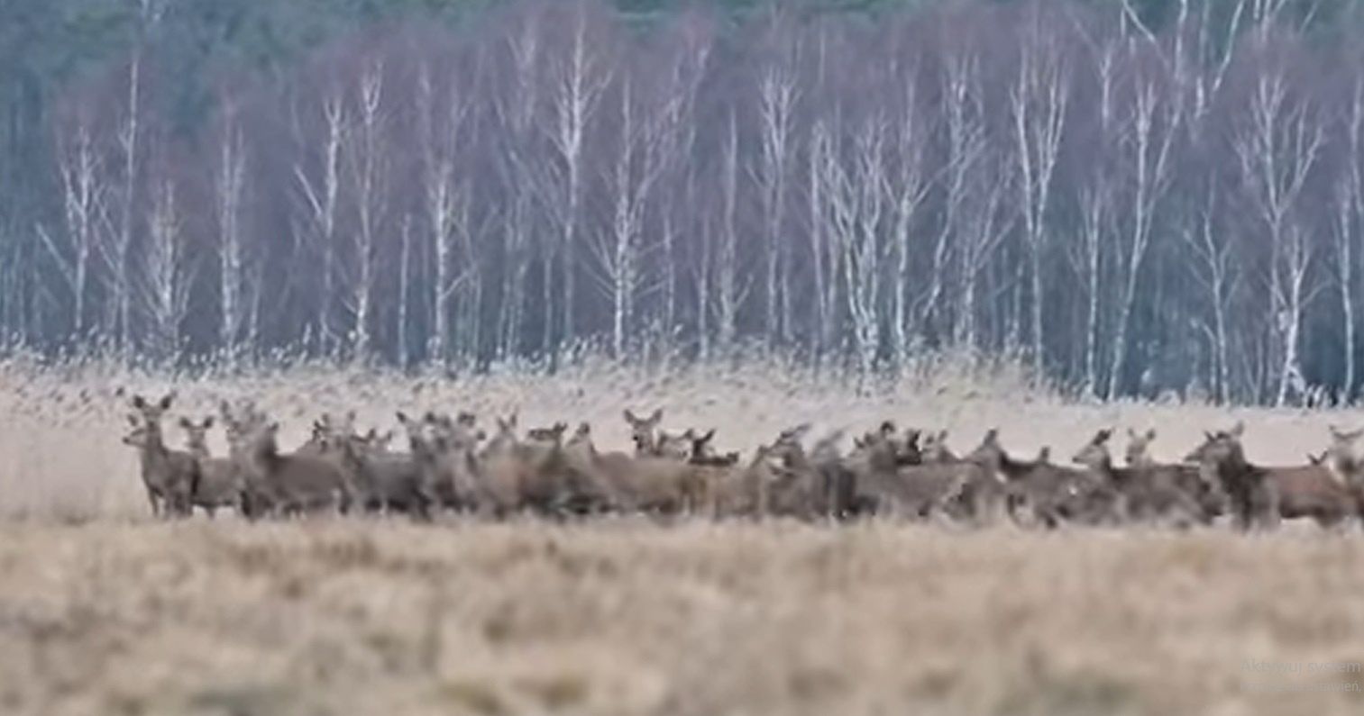 Ogromna chmara jeleni w jednym kadrze! Niezwykłe nagranie z Polski