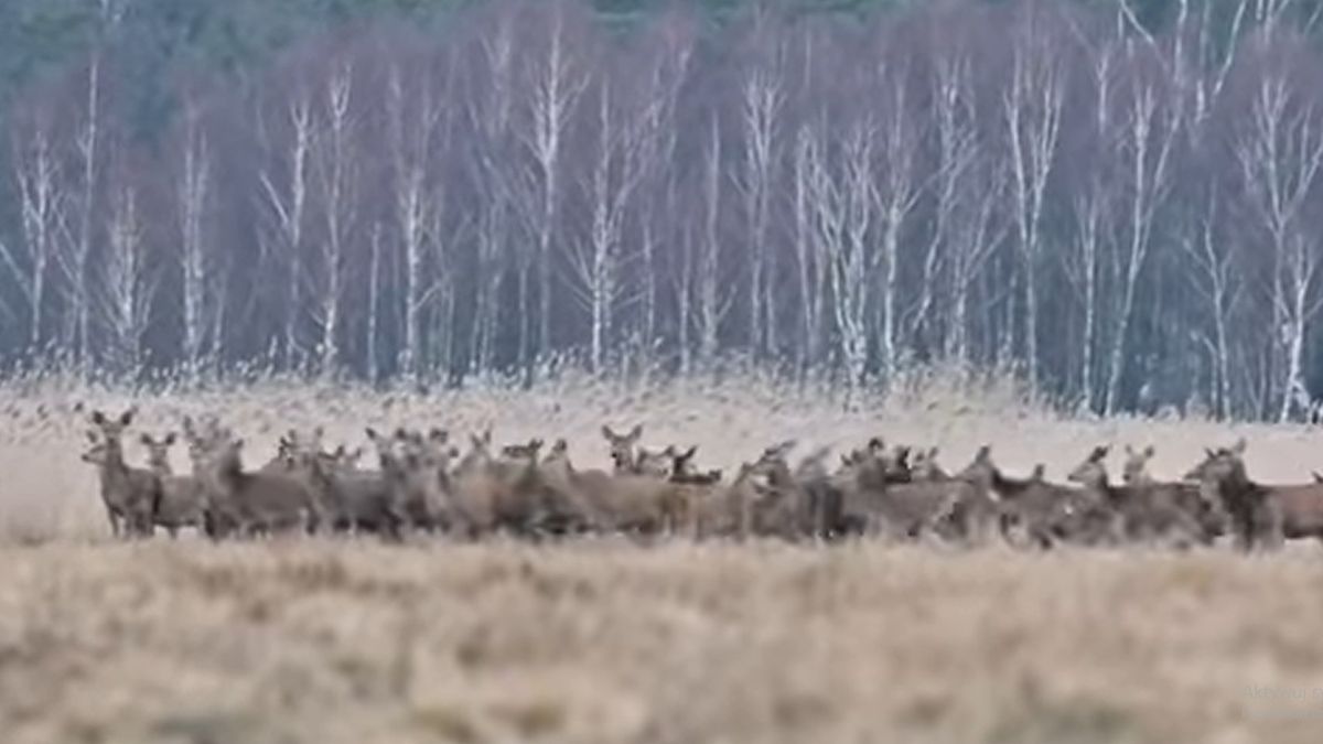 Chmara jeleni zaskoczyła autora nagrania i internautów