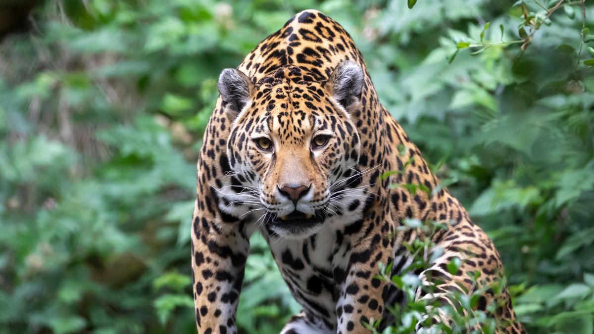 Jaguar pokonał 2122 km