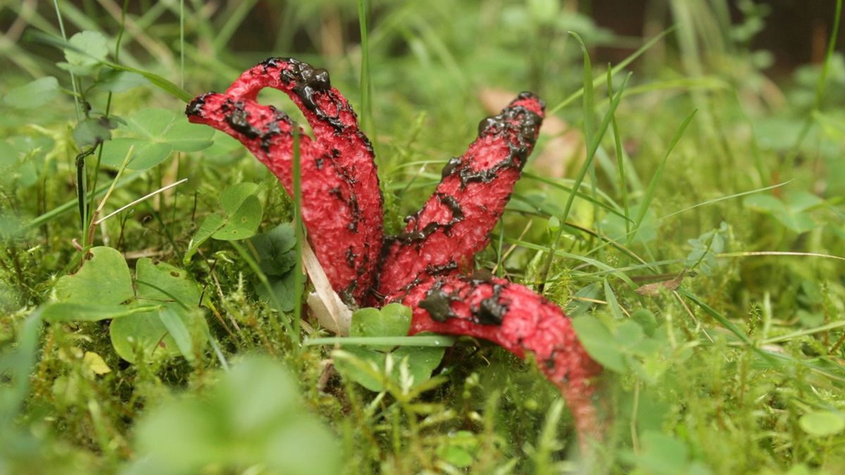 Okrytek australijski, czyli "diabelskie palce".