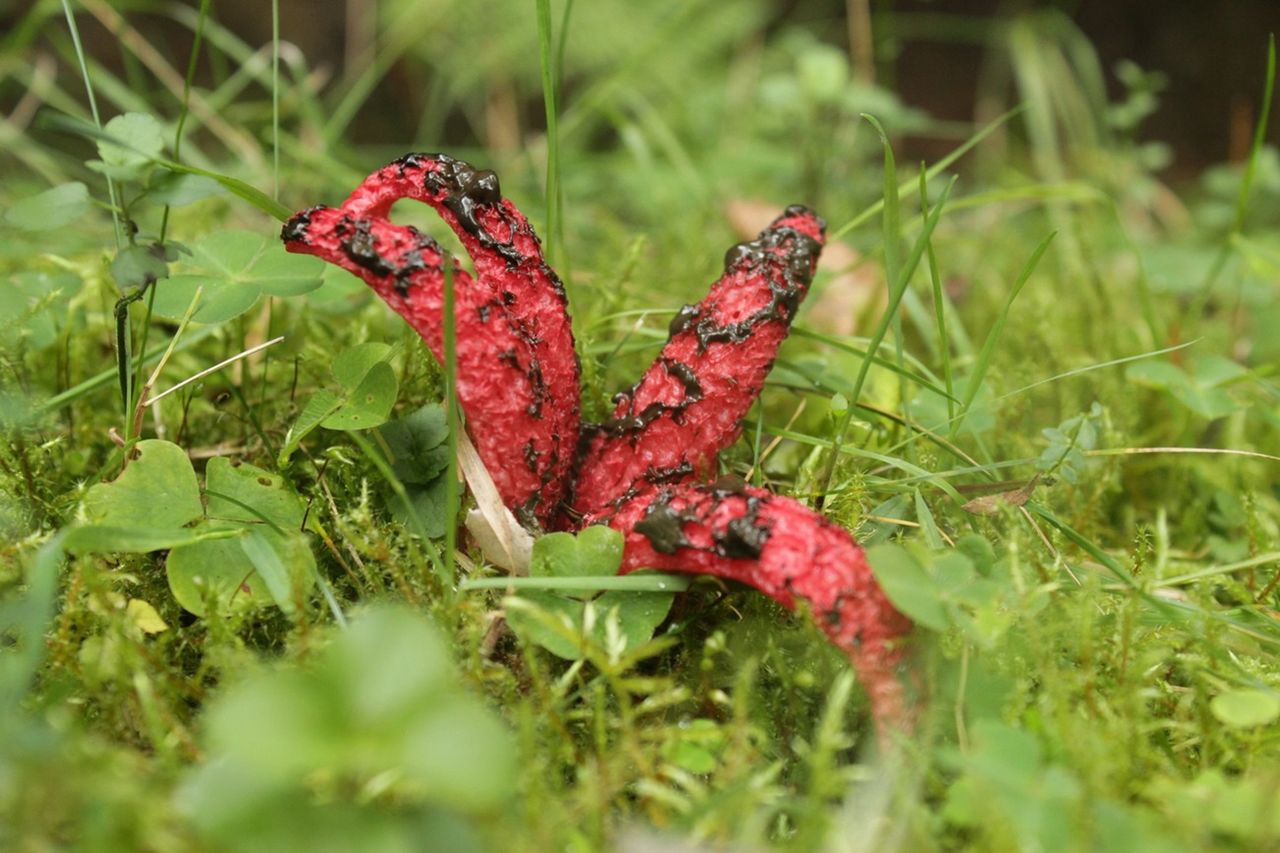 Ujęcie z lasu. Pokazali "diabelskie palce"