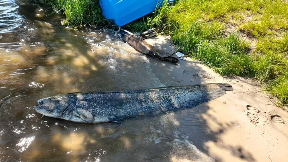 Sum o długości 210 cm złowiony na Zalewie Zemborzyckim