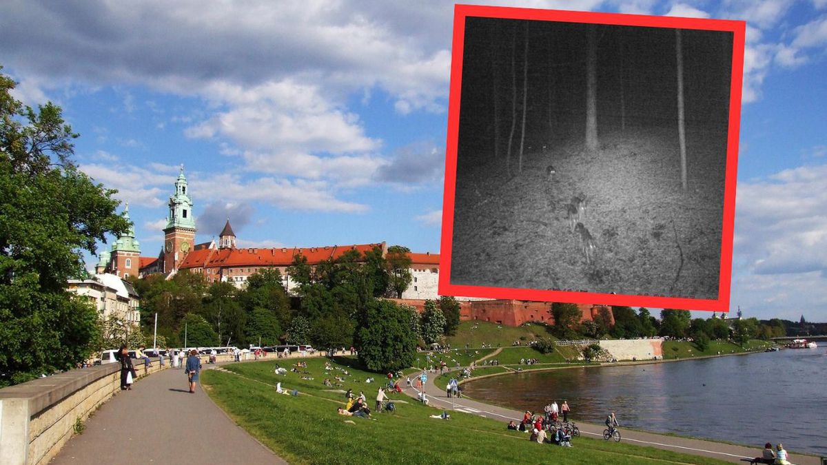 Wilki pod Krakowem. Zagrożenie dla zwierząt i mieszkańców?