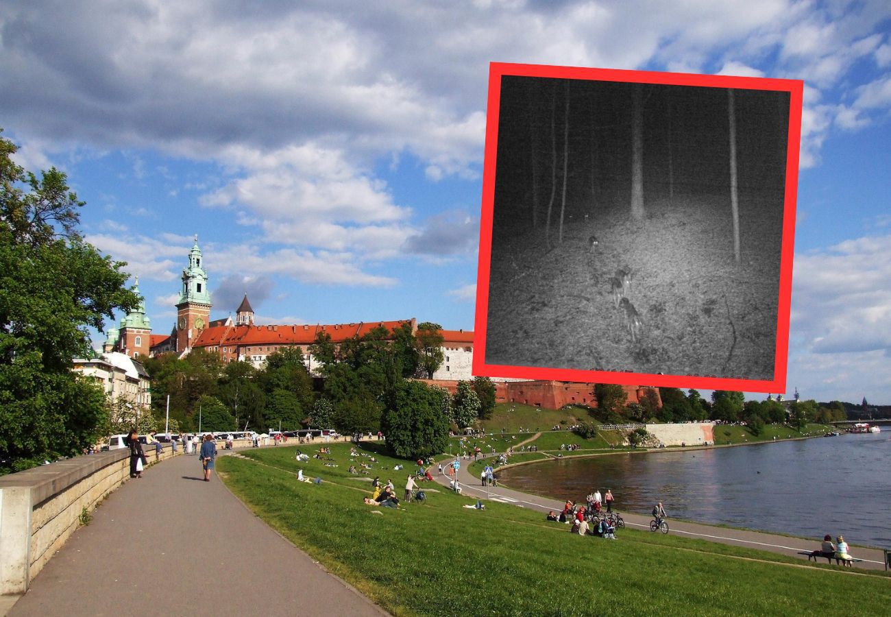 Wilki pod Krakowem. Zagryzły zwierzęta. Mieszkańcy się boją