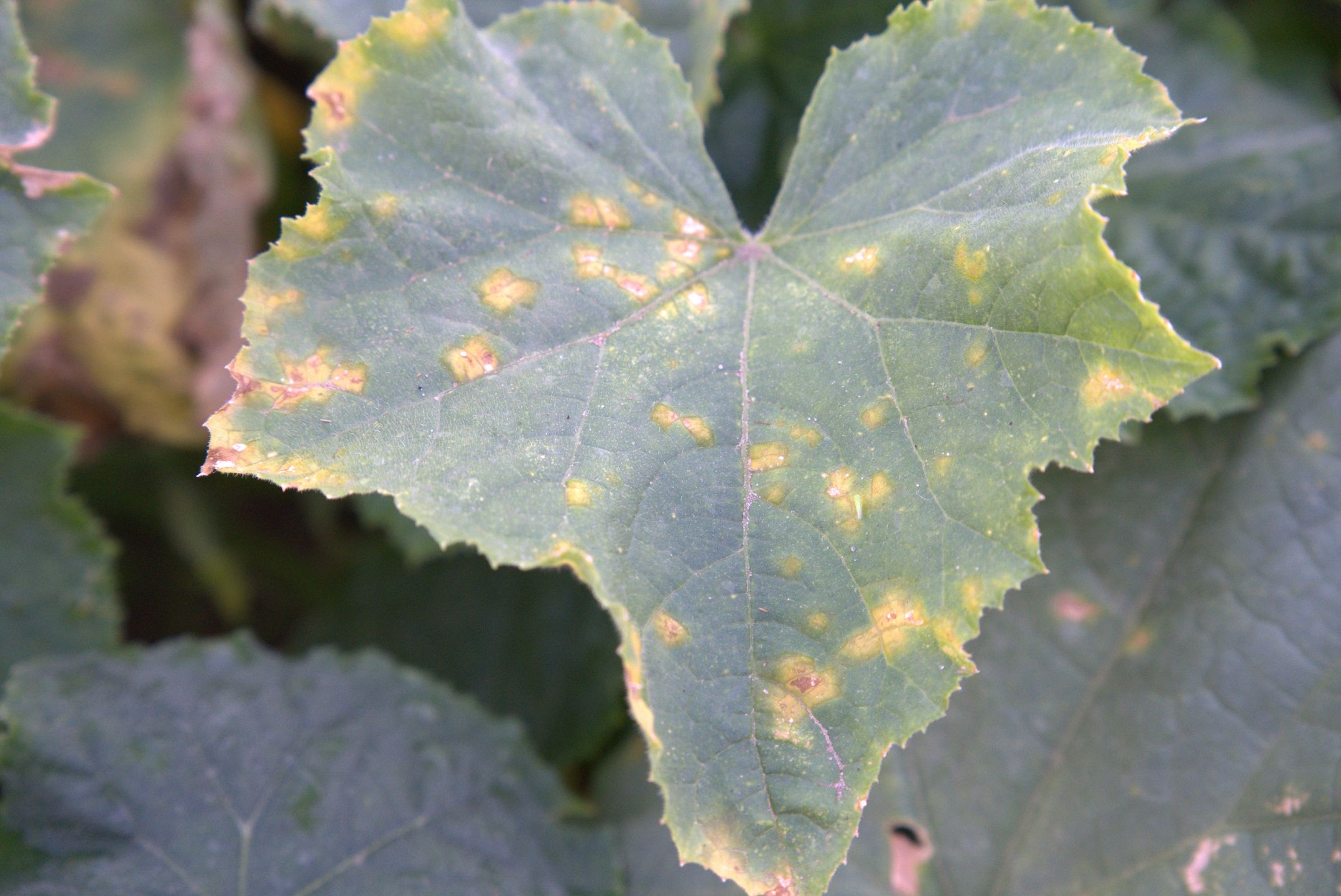 Mączniak rzekomy ogórka w różnych fazach rozwoju