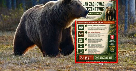 Odłowią niedźwiedzie na Podkarpaciu. Zwierzęta dostaną monitoring GPS