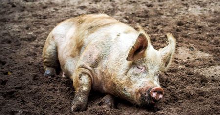 Różanna. Katastrofa budowlana. Zginęło 100 zwierząt