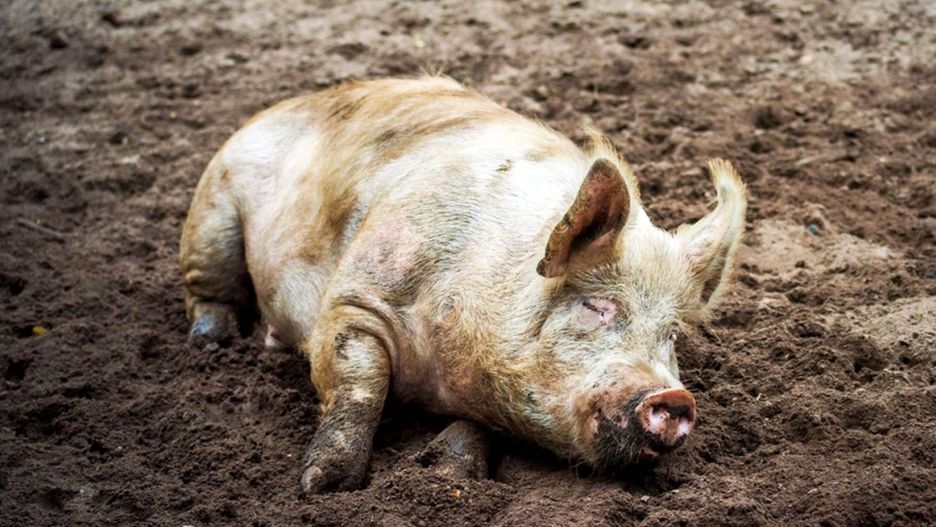 Różanna. Katastrofa budowlana. Zginęło 100 zwierząt