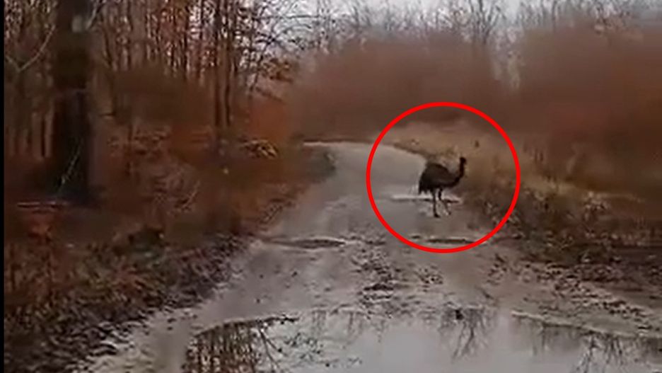 Spacerowiczka uchwyciła emu w Puszczy Wkrzańskiej