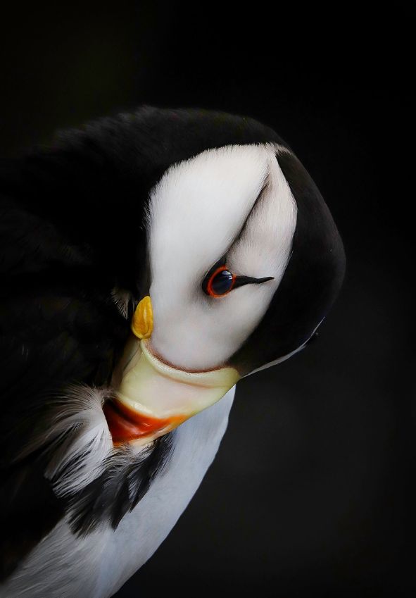 Dzikie ptaki w obiektywie. Zwycięzcy Audubon Photography Contest 2019 ogłoszeni 5