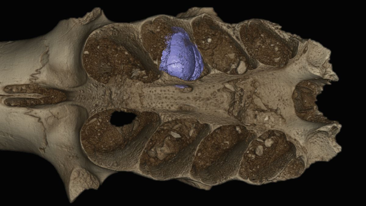 Pszczoły zakładały gniazda w kościach