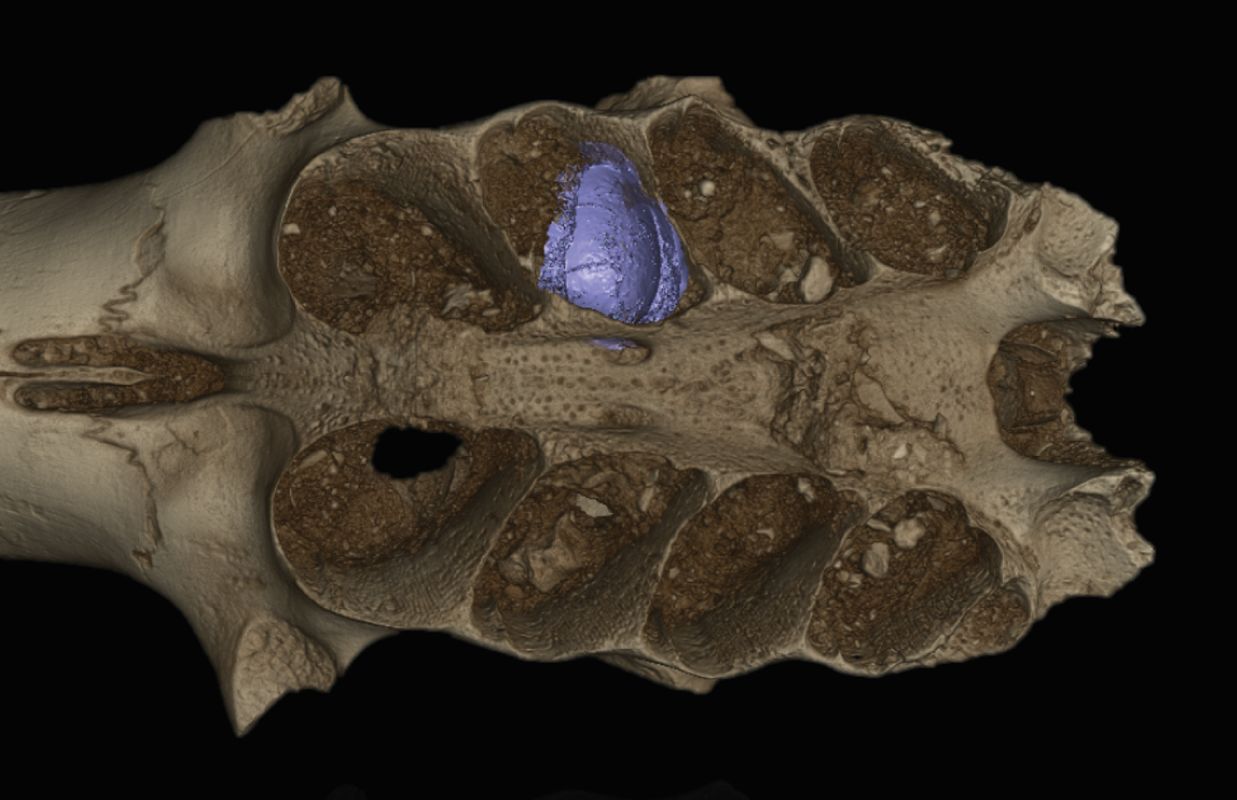 Zakładały gniazda w kościach. Niezwykłe odkrycie na karaibskiej wyspie