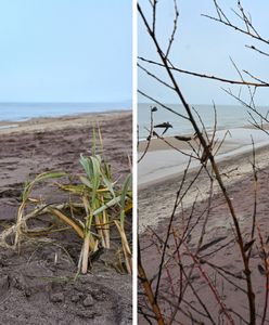 Niezwykły widok w Mielnie. Są zdjęcia z plaży