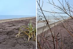 Niezwykły widok w Mielnie. Są zdjęcia z plaży