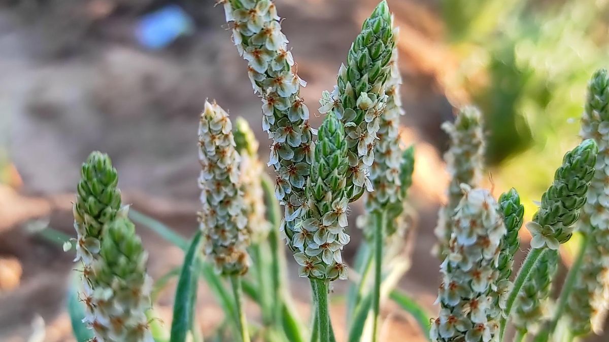 Babka jajowata to cenne źródło rozpuszczalnego błonnika pokarmowego, który usprawnia pracę przewodu pokarmowego.