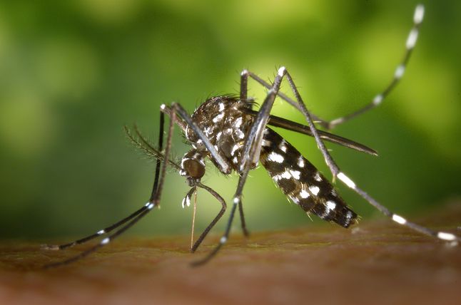 Komar Aedes albopictus