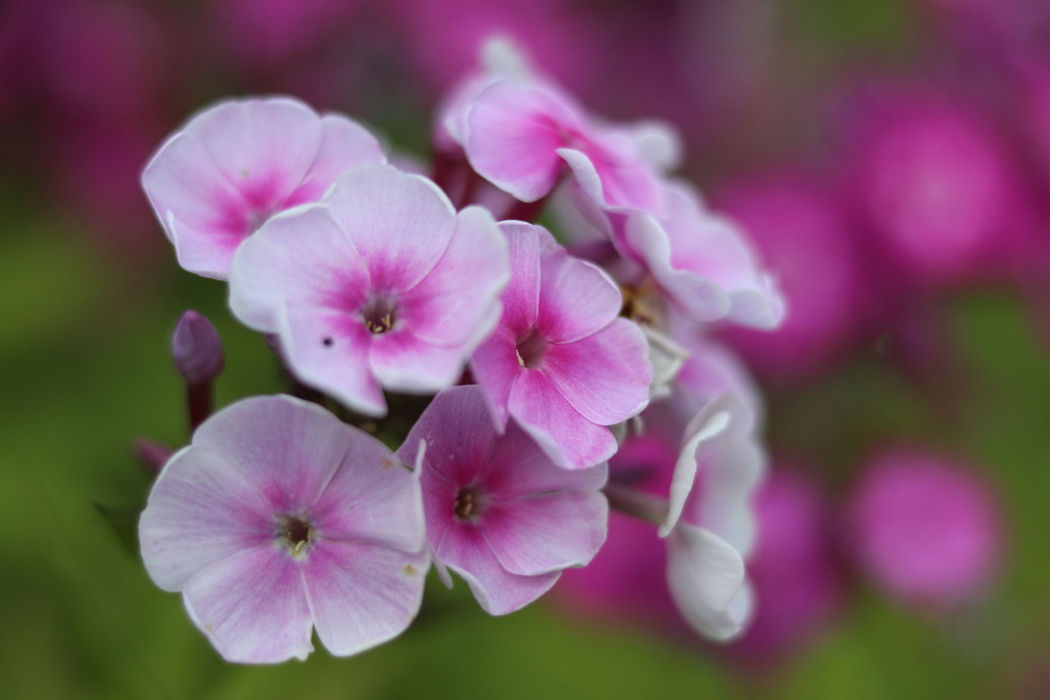 Canon EOS 760D - bardzo dobry, ale nie celujący [test] 29