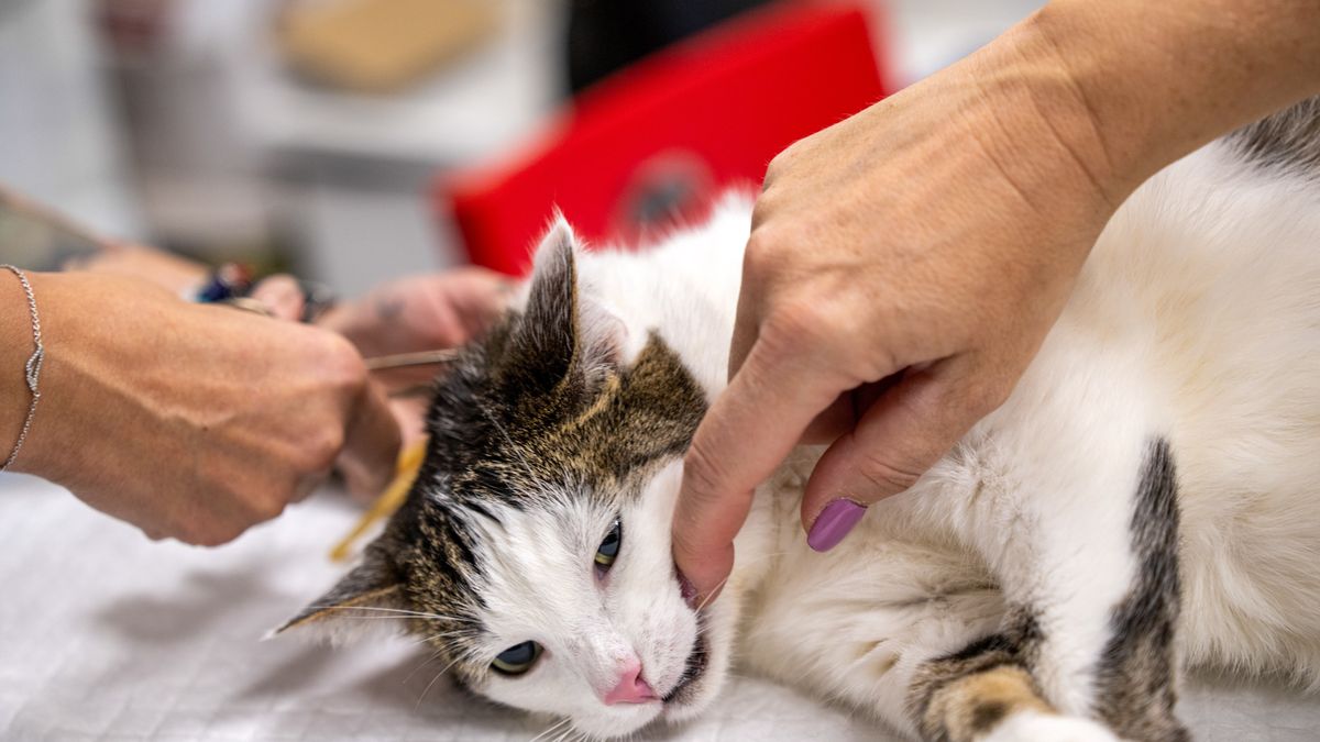 Wścieklizna u kotów w Polsce