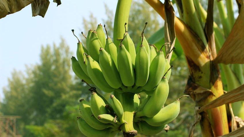 Zielone banany