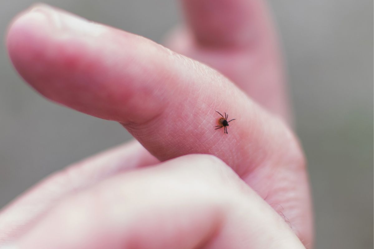 Wystarczy ten zapach. Kleszcze się nawet nie zbliżą