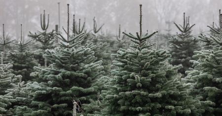 Inwazyjny gatunek ukrywa się w choinkach. Przyrodnicy apelują