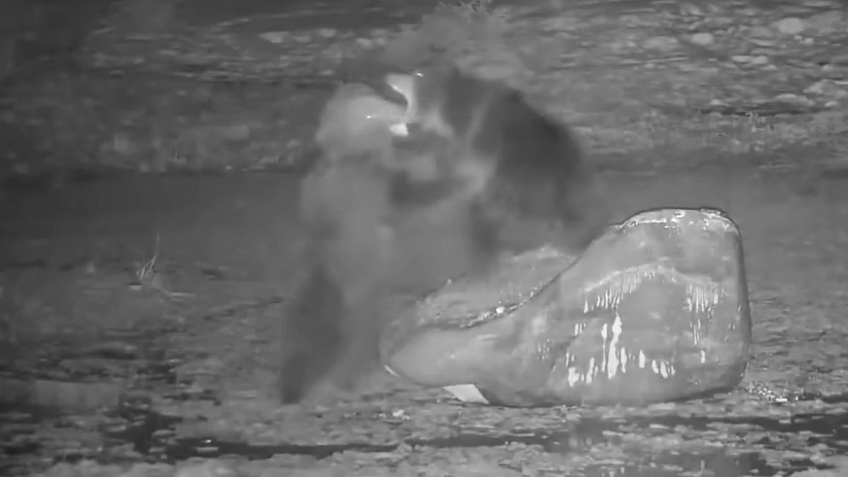 Nagranie z bójki niedźwiedzi. 