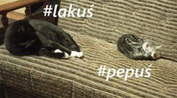 Najpopularniejsze kocie imiona 2020 roku – Kocurki