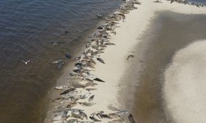 Niesamowite, co dzieje się w Mikoszewie. "Podpływają do łodzi"