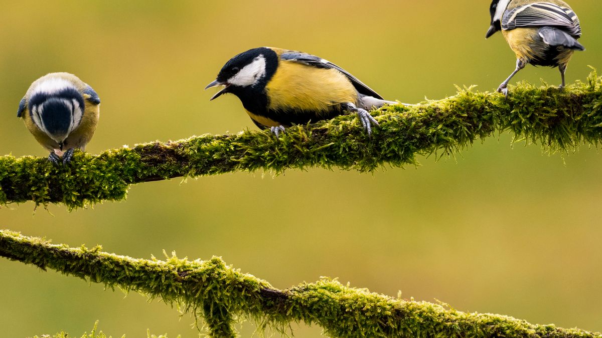 Idealne zdjęcie. Ponadgatunkowe porozumienie dżentelmeńskie 1
