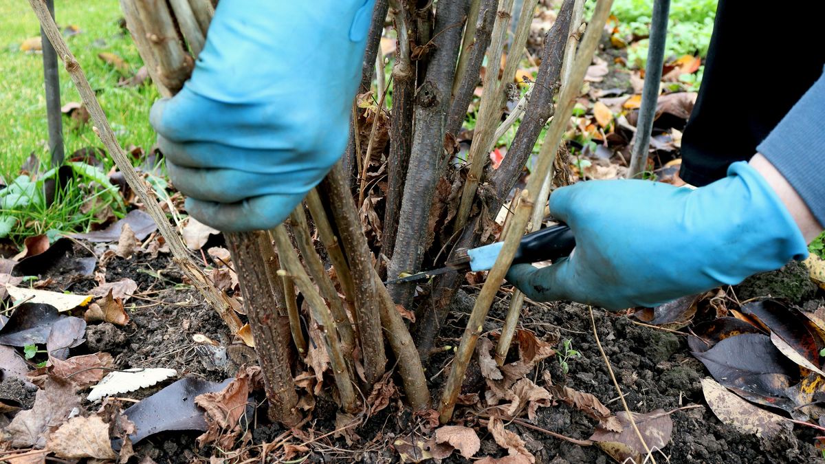 Garden work. Pruning currant bushes. Hands and secateurs in gloves. selective focus
Garden work. Pruning currant bushes. Hands and secateurs in gloves.
hand, garden, cut, work, gardening, trimming, hobby, branch, prune, agriculture, plant, nature, currant, metal, holding, cutter, green, tree, shrub, shears, bush, leaf, wood, tools, man, deadhead, leaves, gloves, flowers, activity, outside, outdoor, clip, wild, autumn, rose, lichens, pruning, blue, natural, bough, secateur, winter, lop, red, lopping, wildlife, secateurs, gardener, spring, hand, garden, cut, work, gardening, trimming, hobby, branch, prune, agriculture, plant, nature, currant, metal, holding, cutter, green, tree, shrub, shears, bush, leaf, wood, tools, man, deadhead, leaves, gloves, flowers, activity, outside, outdoor, clip, wild, autumn, rose, lichens, pruning, blue, natural, bough, secateur, winter, lop, red, lopping, wildlife, secateurs, gardener, spring