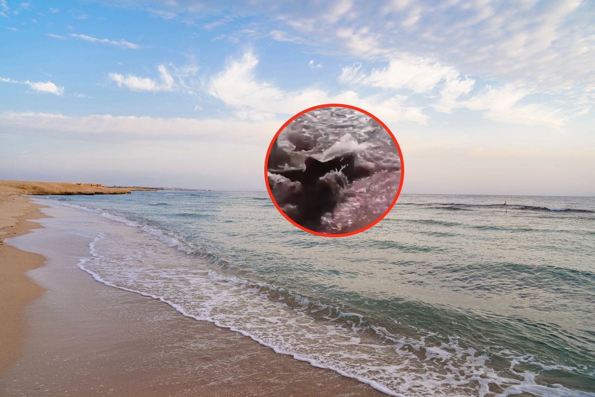 Plaże w Hurghadzie zamknięte. Wideo z rekinem obiegło sieć
