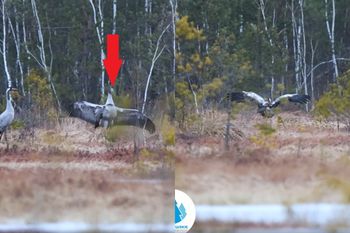 Taniec w lesie. To zwiastun wiosny