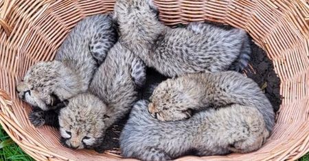 Wielka radość w Gdańsku. Oliwskie zoo pokazało, kto przyszedł na świat
