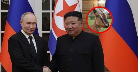Relacje między Rosją a Koreą silniejsze. Zatwierdzono wysyłkę 447 kóz