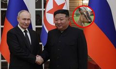 Relacje między Rosją a Koreą silniejsze. Zatwierdzono wysyłkę 447 kóz