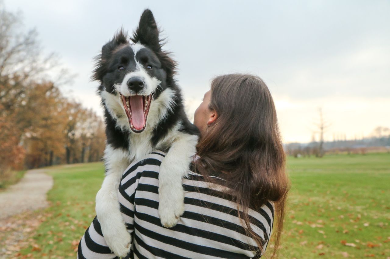 Border collie to psy często uważane za jedne z najinteligentniejszych na świecie