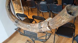 Gnojno: Cios mamuta z podpułtuskiego miasta?