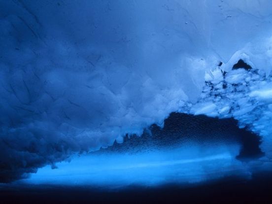 fot. Paul Nicklen - Underwater Sea Ice