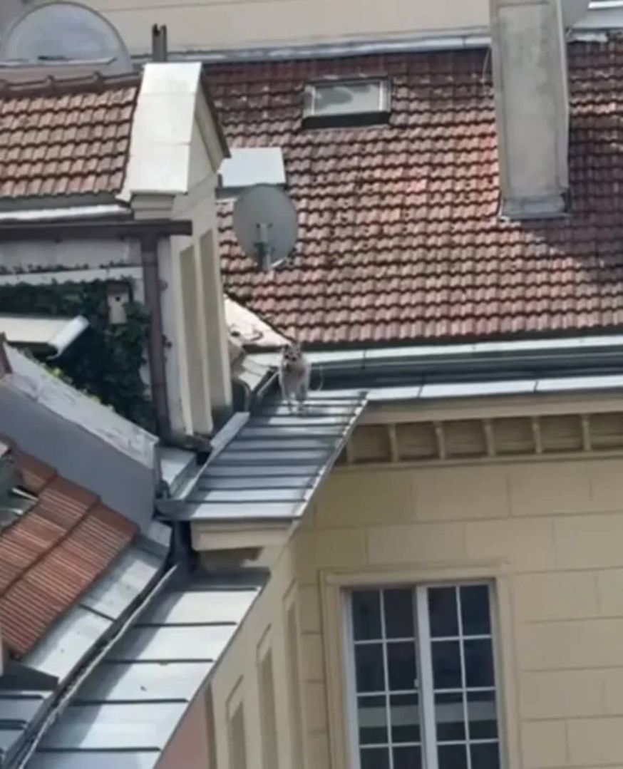 Niecodzienna akcja na Nowym Świecie