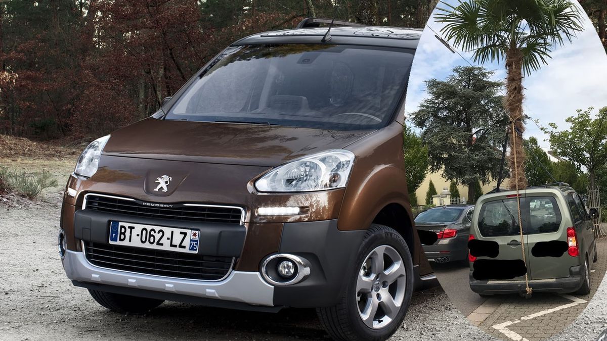 55-letni Niemiec postanowił samodzielnie przewieźć palmę