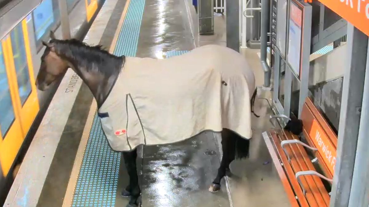 Koń uciekł na peron kolejowy w okolicach Sydney